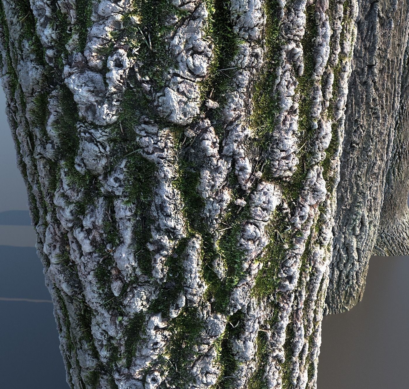 Tree Bark 4k Seamless texture set of 7 wooden materials Texture_11