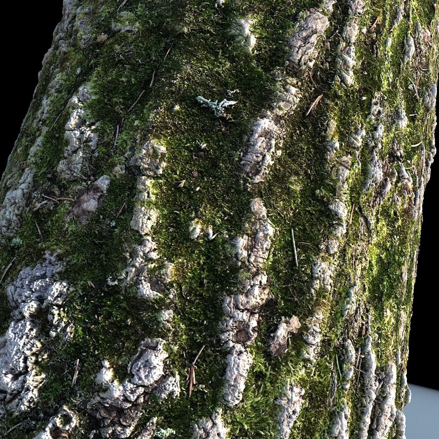 Tree Bark 4k Seamless texture set of 7 wooden materials Texture_7