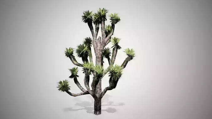 Joshua Tree Low-poly 3D model