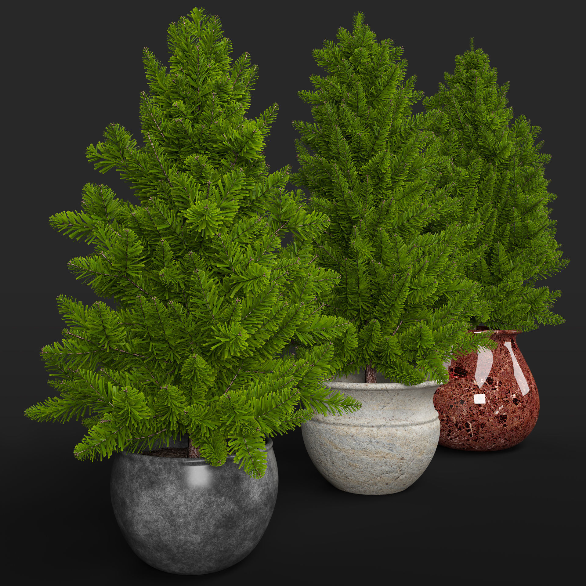 Pine trees in pots 3D model_5