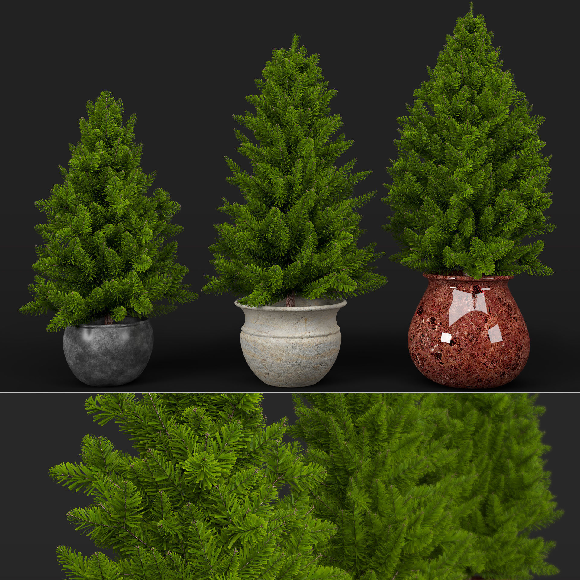 Pine trees in pots 3D model_4