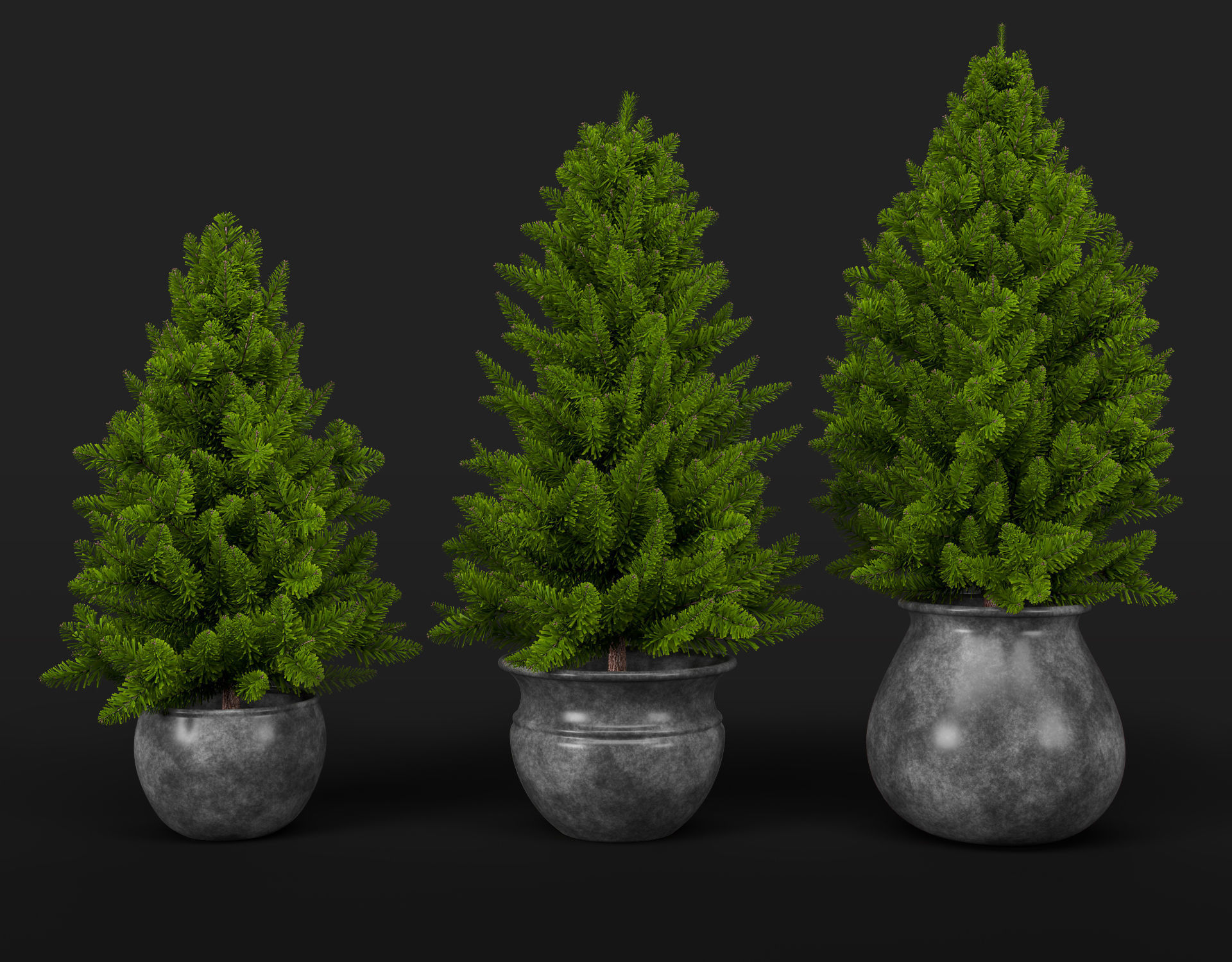 Pine trees in pots 3D model_7