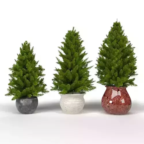 Pine trees in pots 3D model