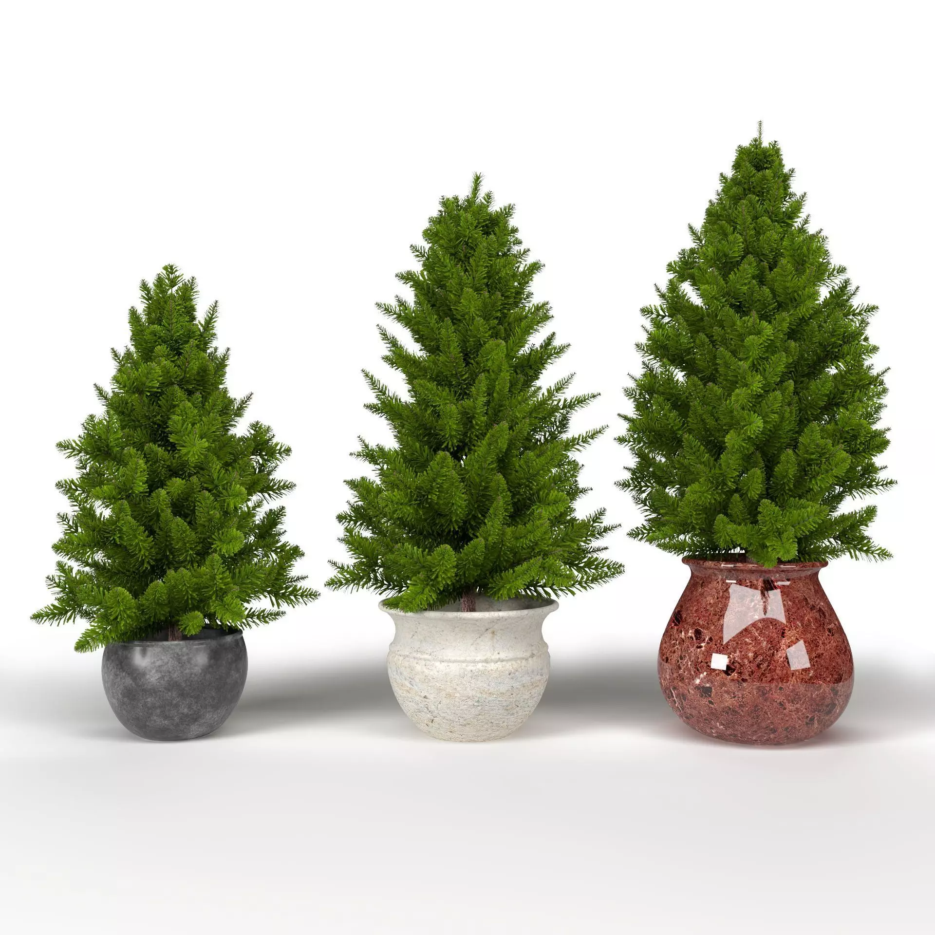 Pine trees in pots 3D model_0