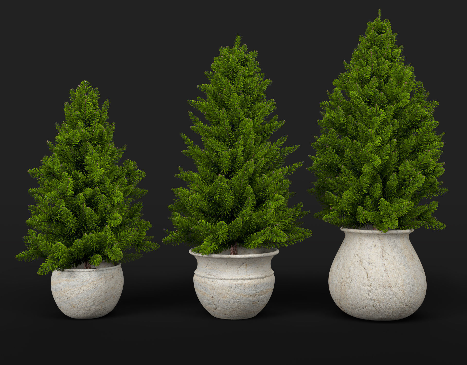 Pine trees in pots 3D model_8