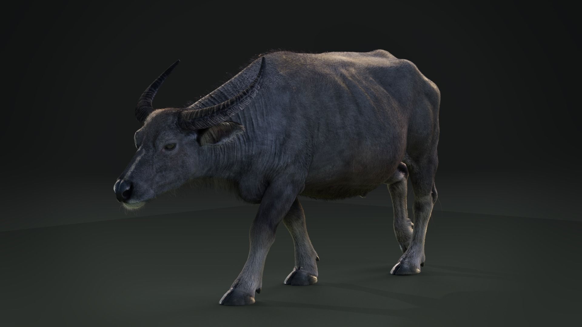 Asian buffalo - Water buffalo Animated 3D model_4