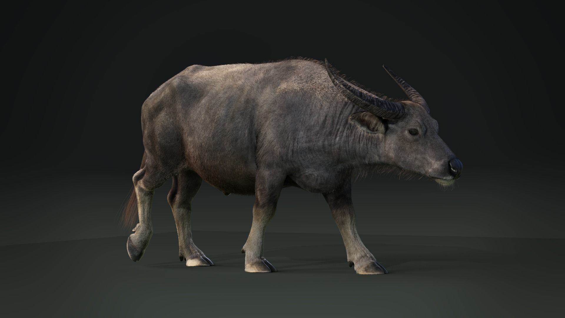 Asian buffalo - Water buffalo Animated 3D model_3