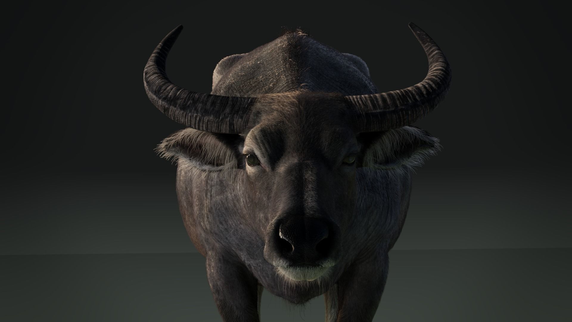 Asian buffalo - Water buffalo Animated 3D model_9