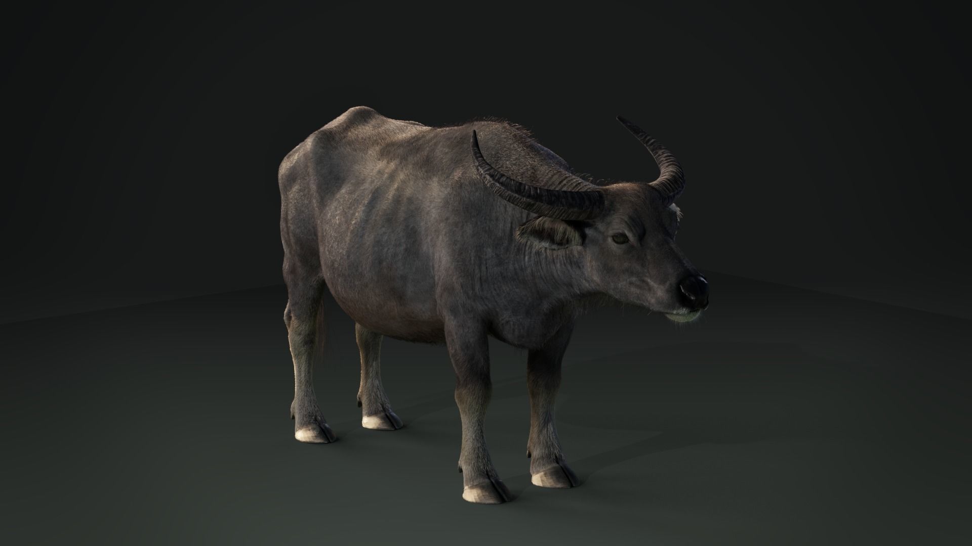 Asian buffalo - Water buffalo Animated 3D model_7