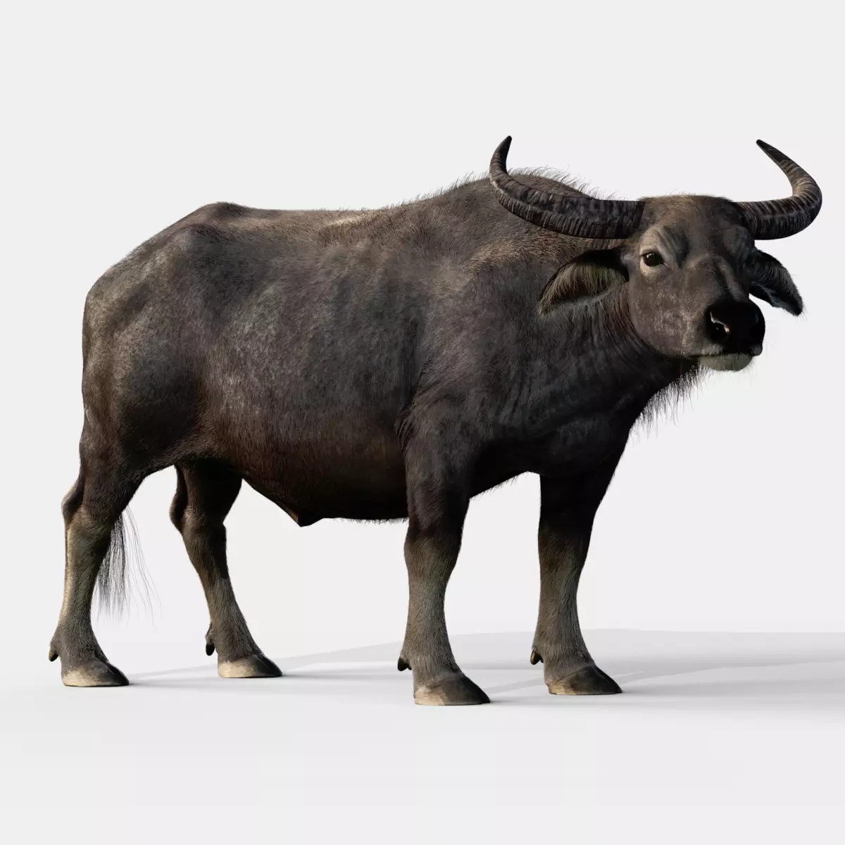 Asian buffalo - Water buffalo Animated 3D model_0