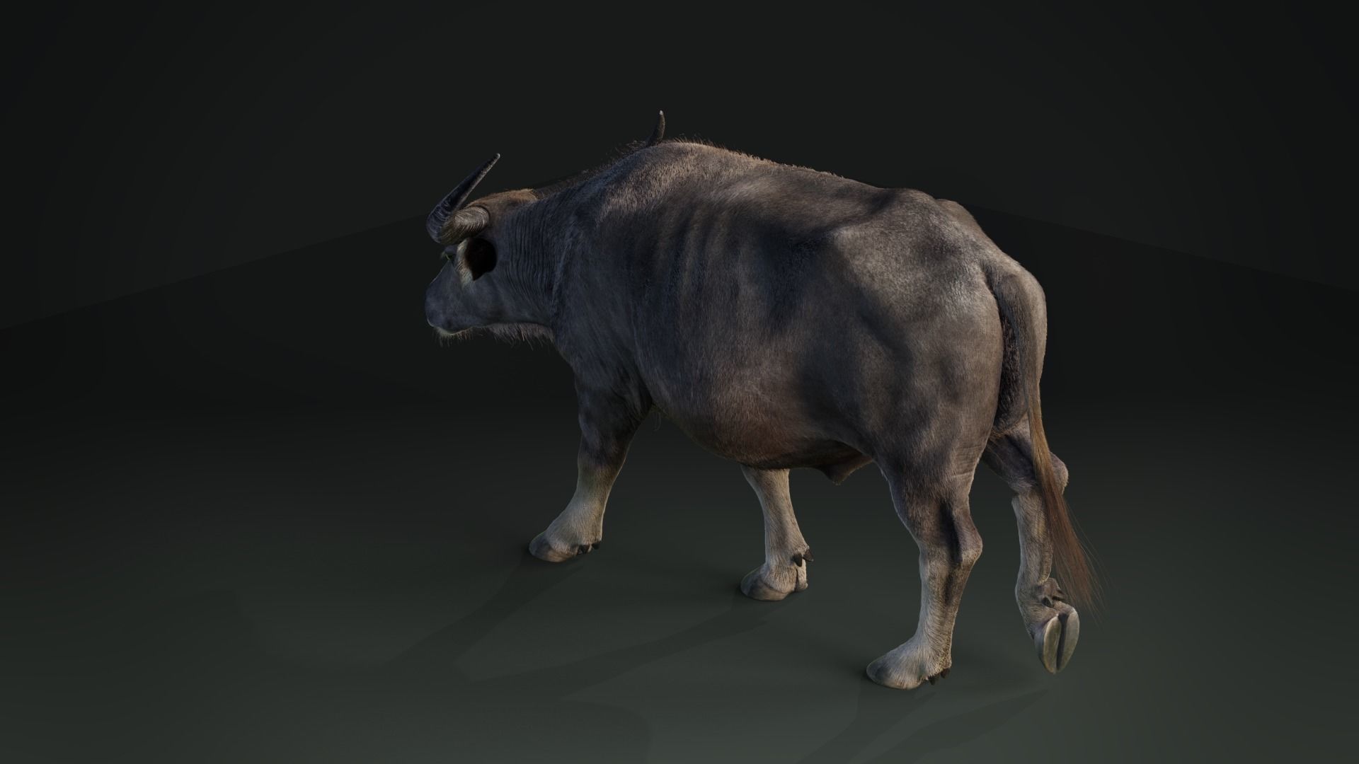Asian buffalo - Water buffalo Animated 3D model_5