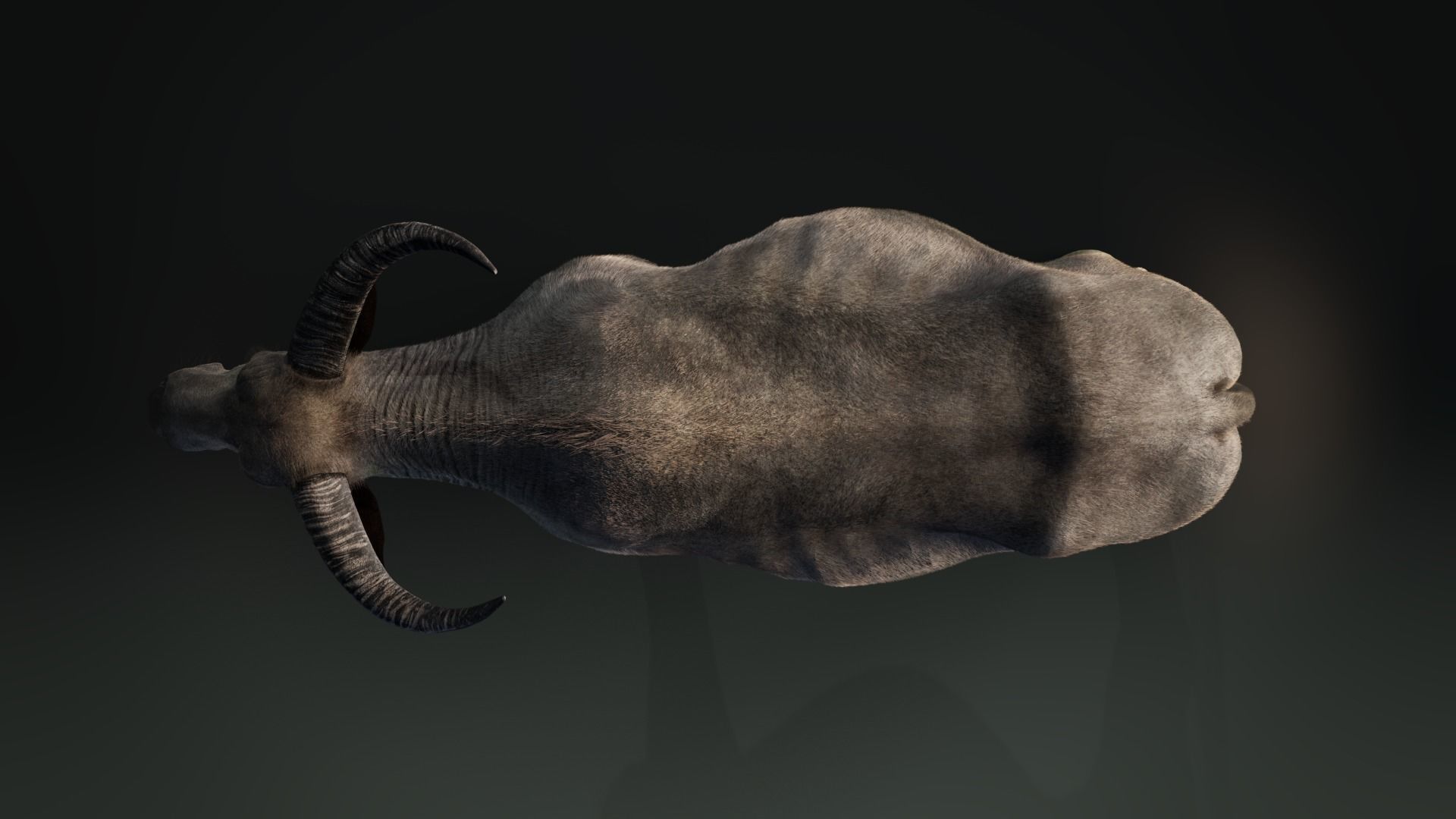 Asian buffalo - Water buffalo Animated 3D model_8