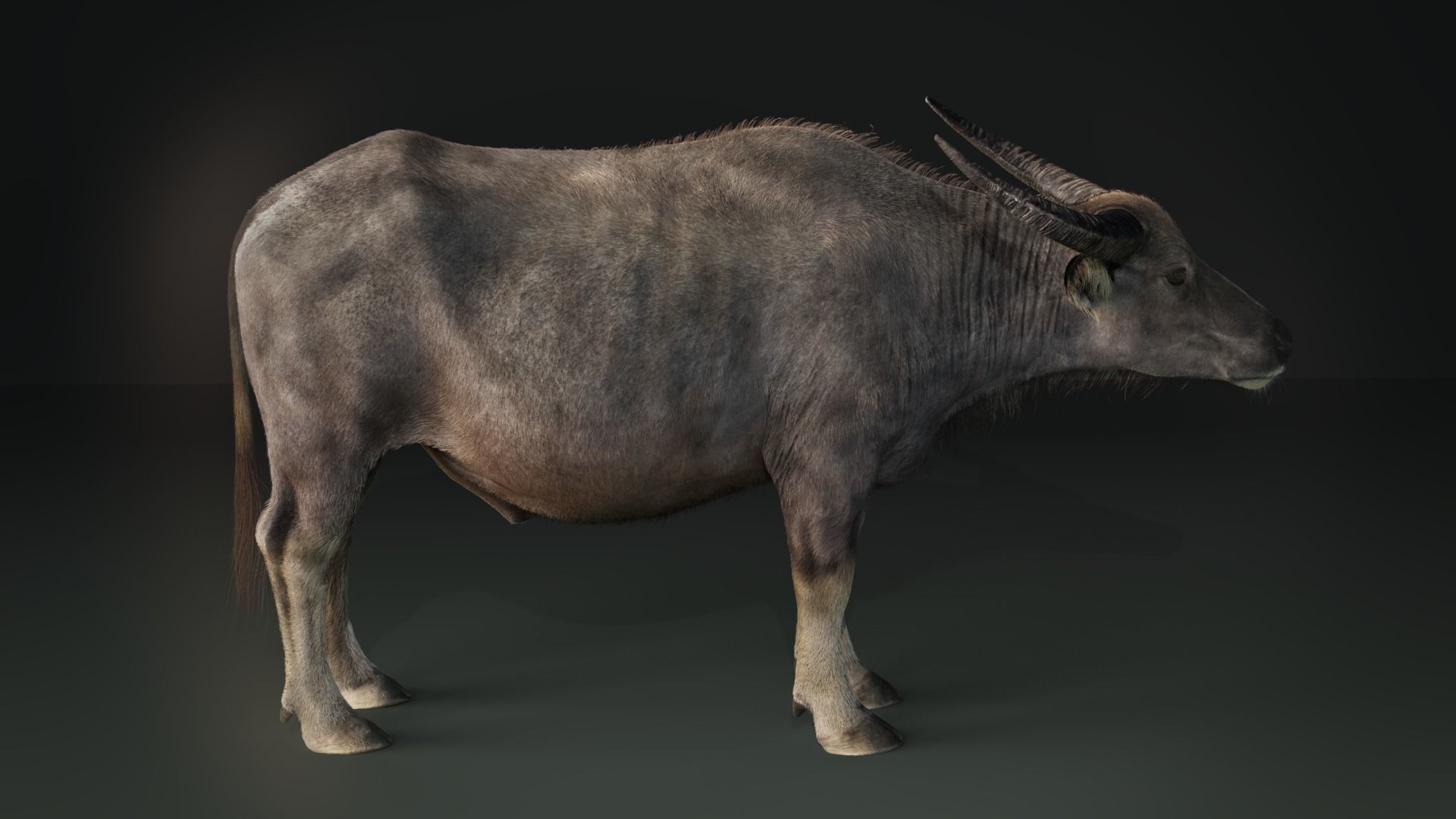 Asian buffalo - Water buffalo Animated 3D model_10