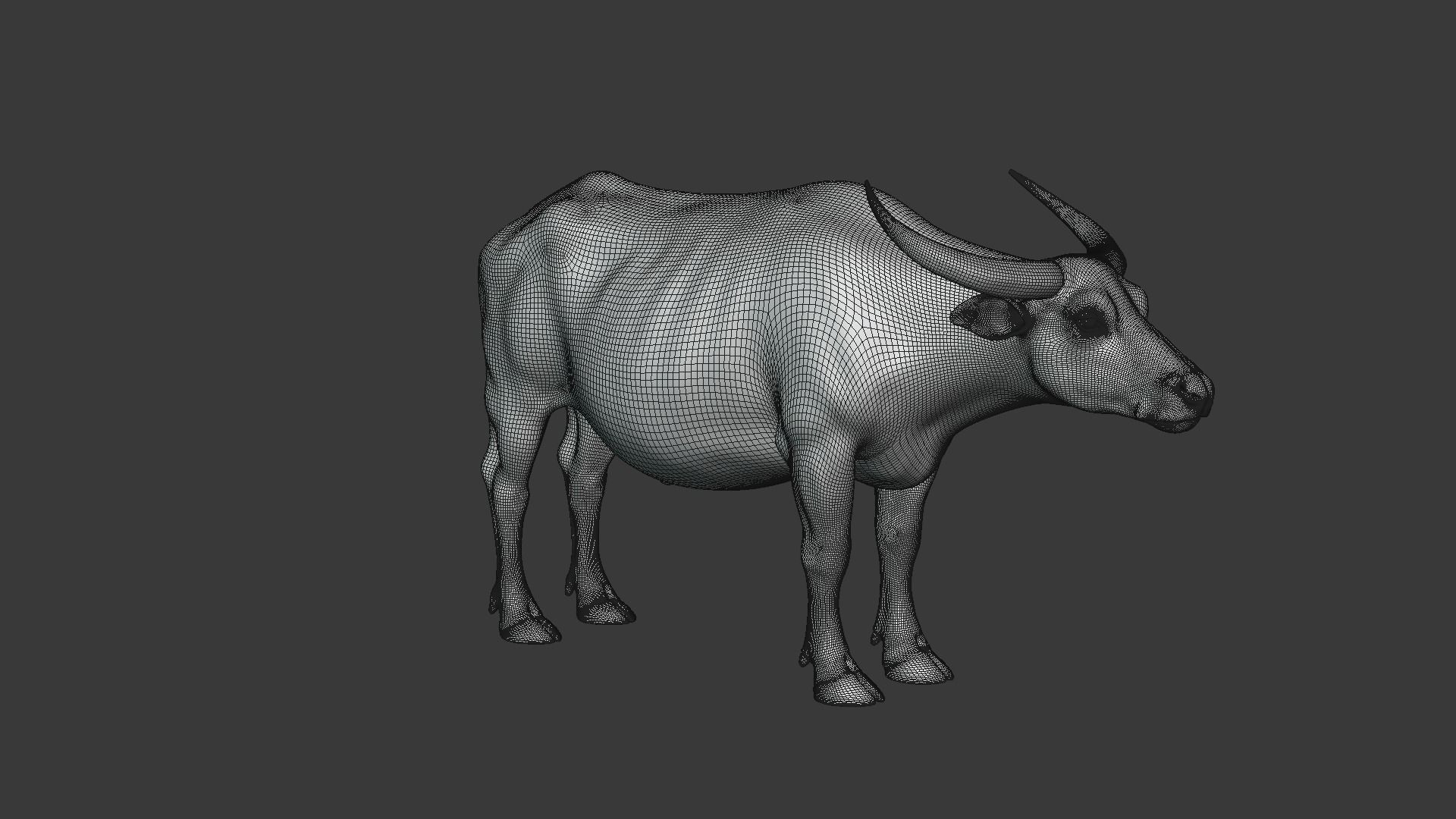 Asian buffalo - Water buffalo Animated 3D model_12