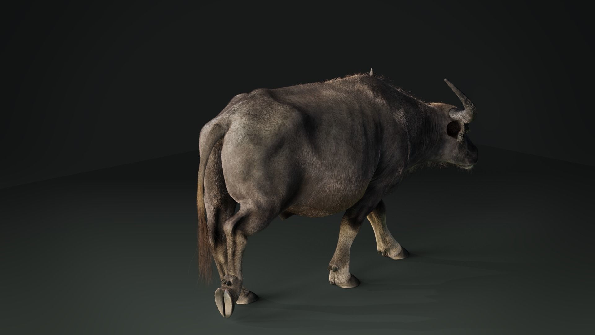 Asian buffalo - Water buffalo Animated 3D model_6