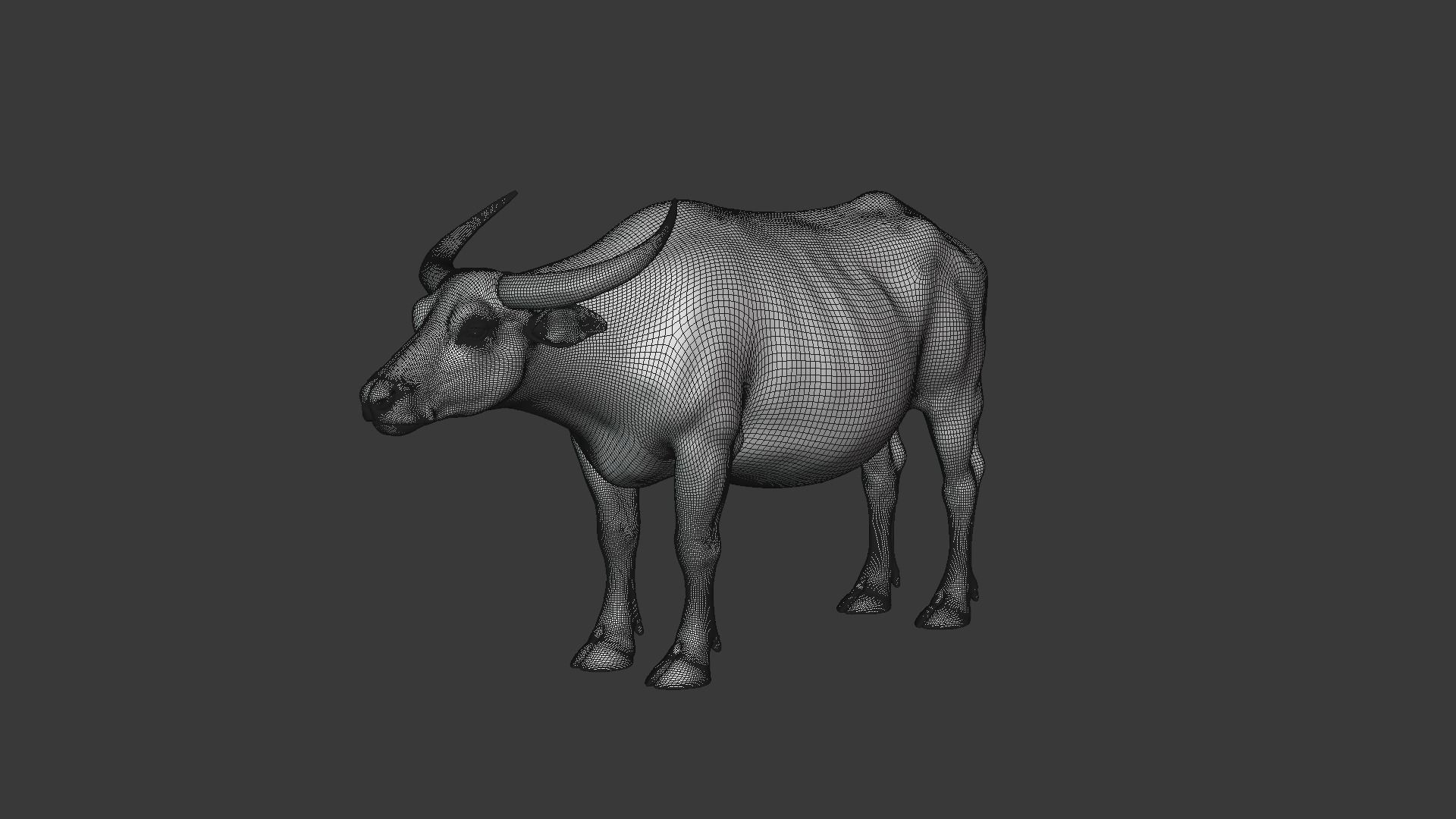Asian buffalo - Water buffalo Animated 3D model_14