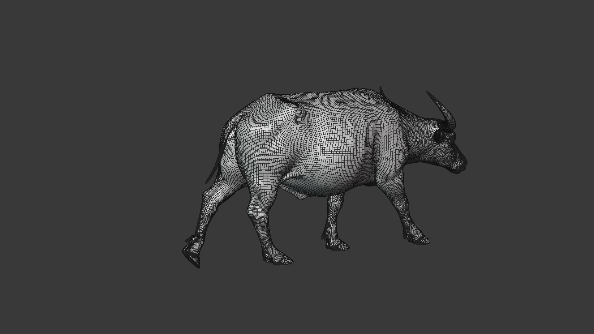 Asian buffalo - Water buffalo Animated 3D model_16