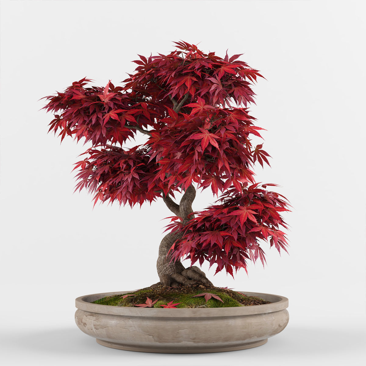 Bonsai Japanese Maple tree 3D model_3