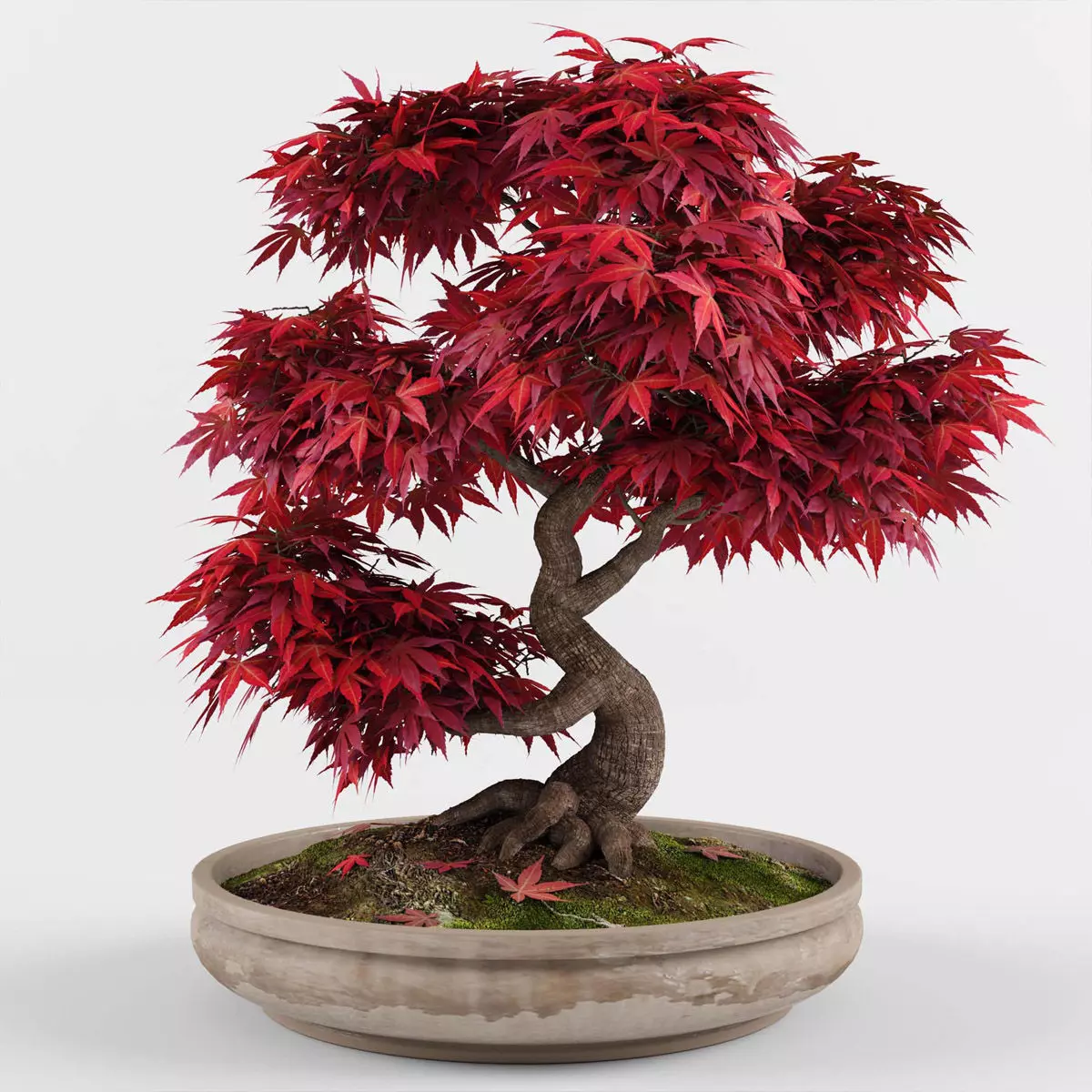 Bonsai Japanese Maple tree 3D model_0