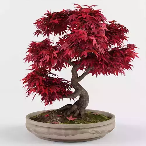 Bonsai Japanese Maple tree