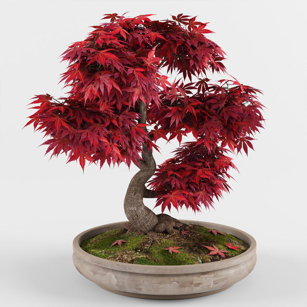 Bonsai Japanese Maple tree 3D model_2