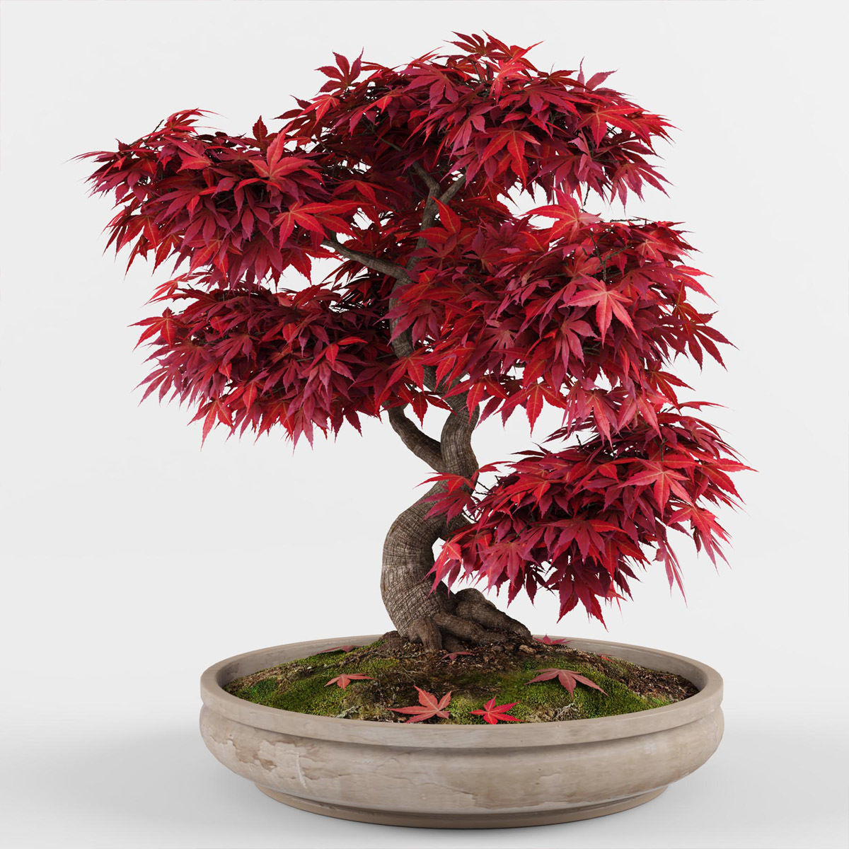 Bonsai Japanese Maple tree 3D model_1