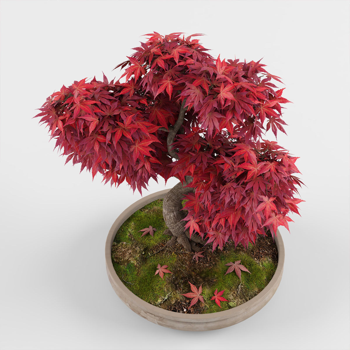 Bonsai Japanese Maple tree 3D model_4