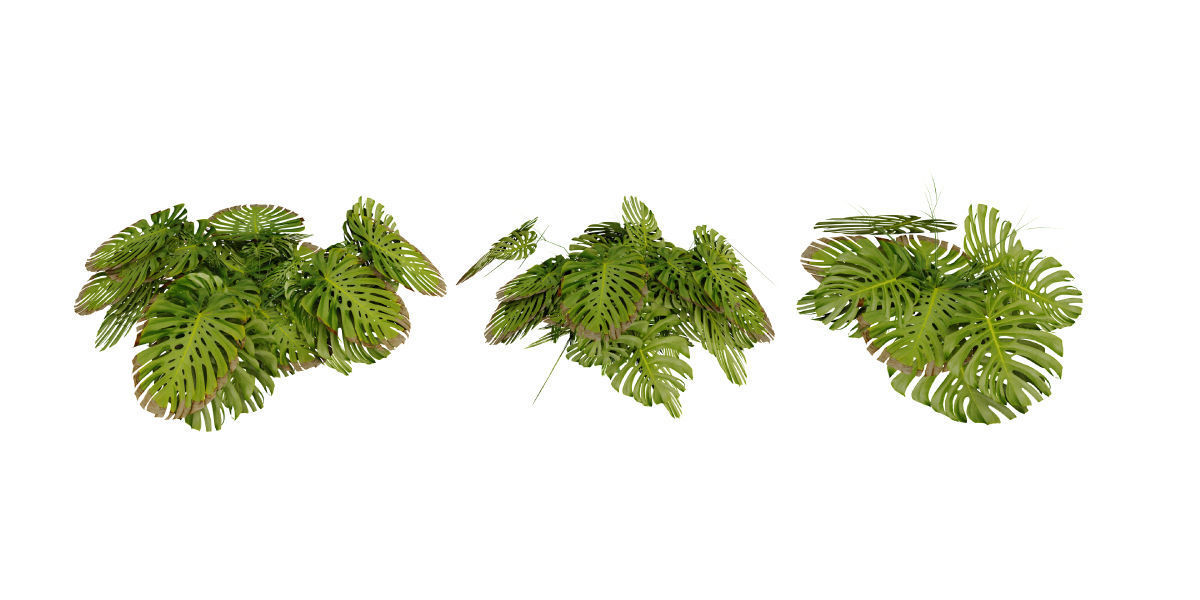 Ultimate Tropical Collection Low-poly 3D model_10
