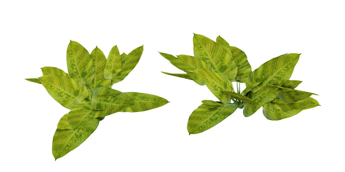 Ultimate Tropical Collection Low-poly 3D model_11