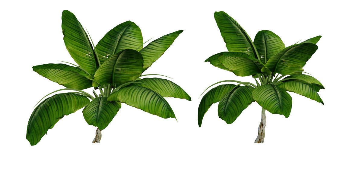 Ultimate Tropical Collection Low-poly 3D model_20