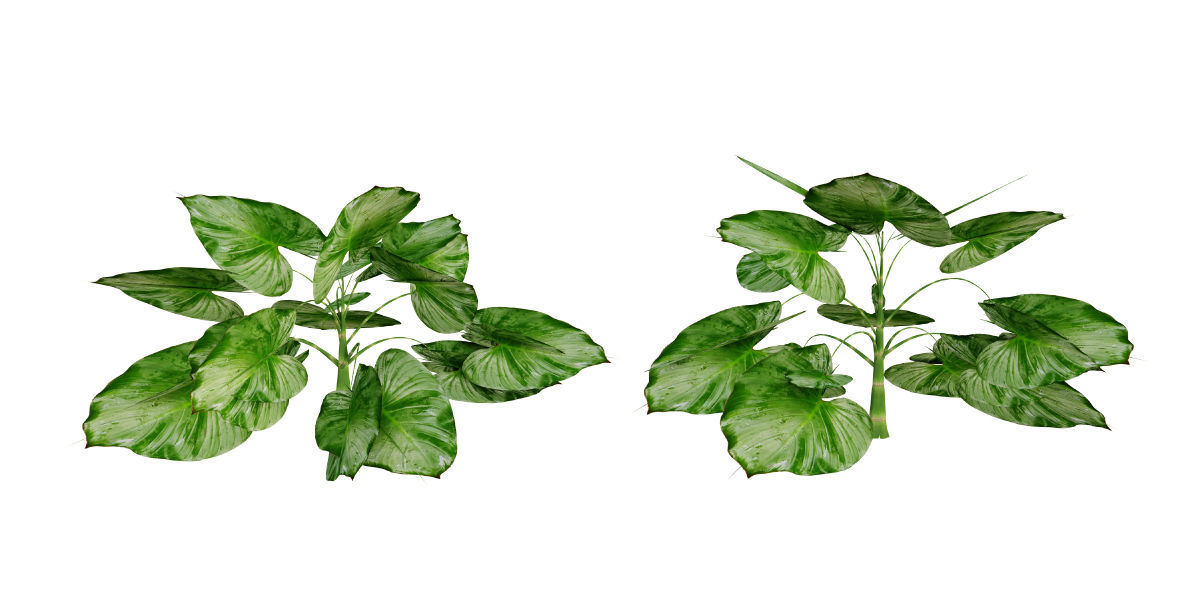 Ultimate Tropical Collection Low-poly 3D model_12