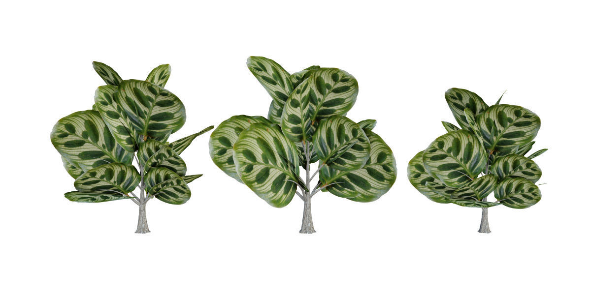 Ultimate Tropical Collection Low-poly 3D model_18