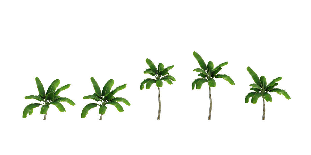 Ultimate Tropical Collection Low-poly 3D model_7