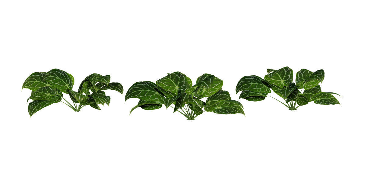 Ultimate Tropical Collection Low-poly 3D model_16