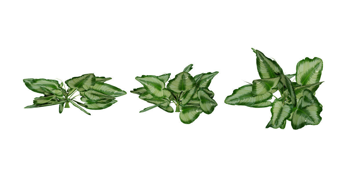 Ultimate Tropical Collection Low-poly 3D model_14