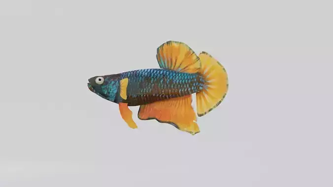 Betta Fish 3D model