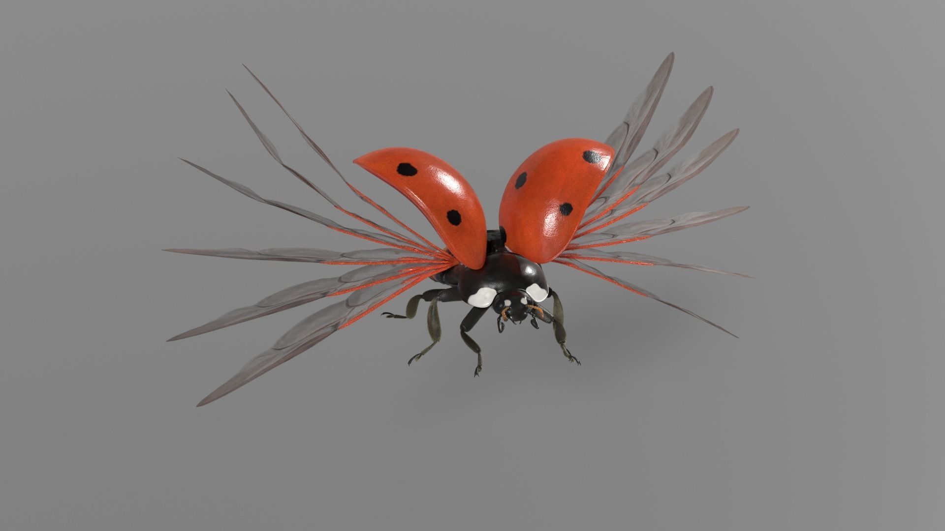 Ladybug Animated 3D model_12