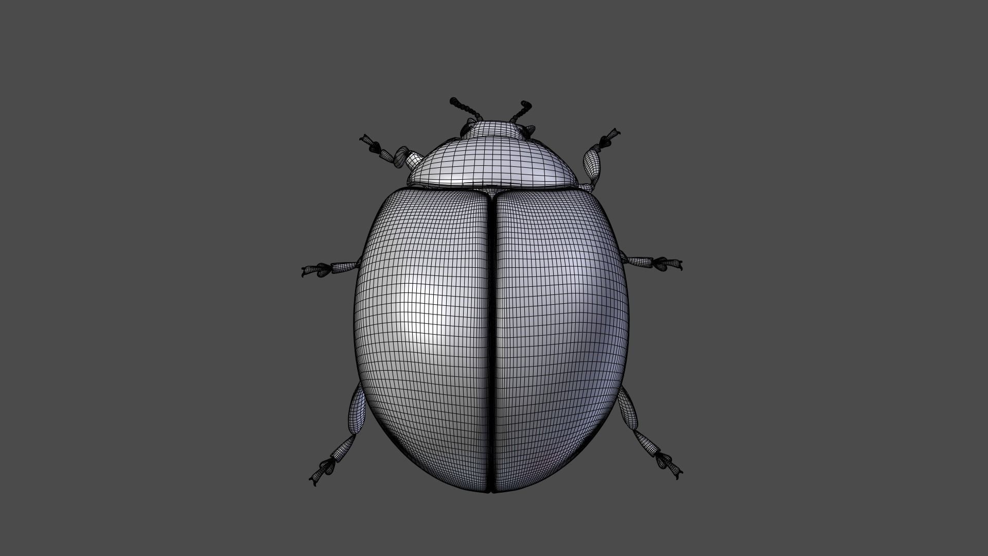 Ladybug Animated 3D model_34