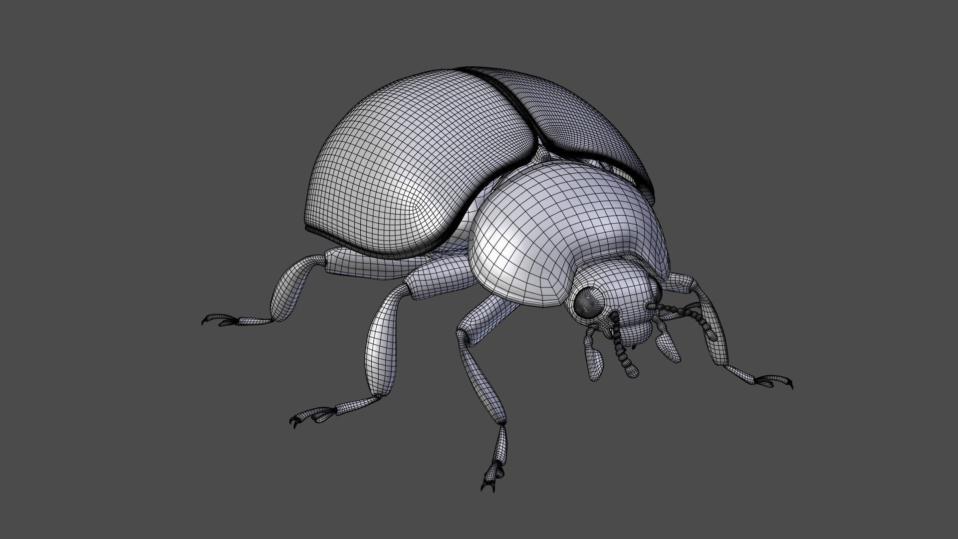 Ladybug Animated 3D model_26