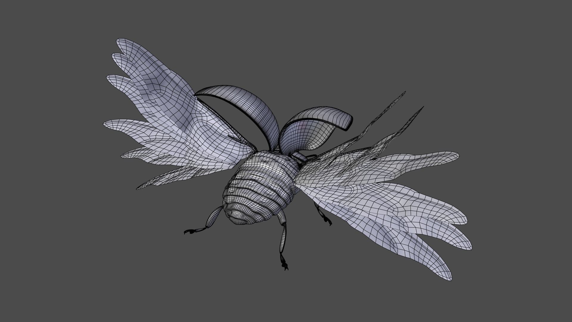 Ladybug Animated 3D model_37