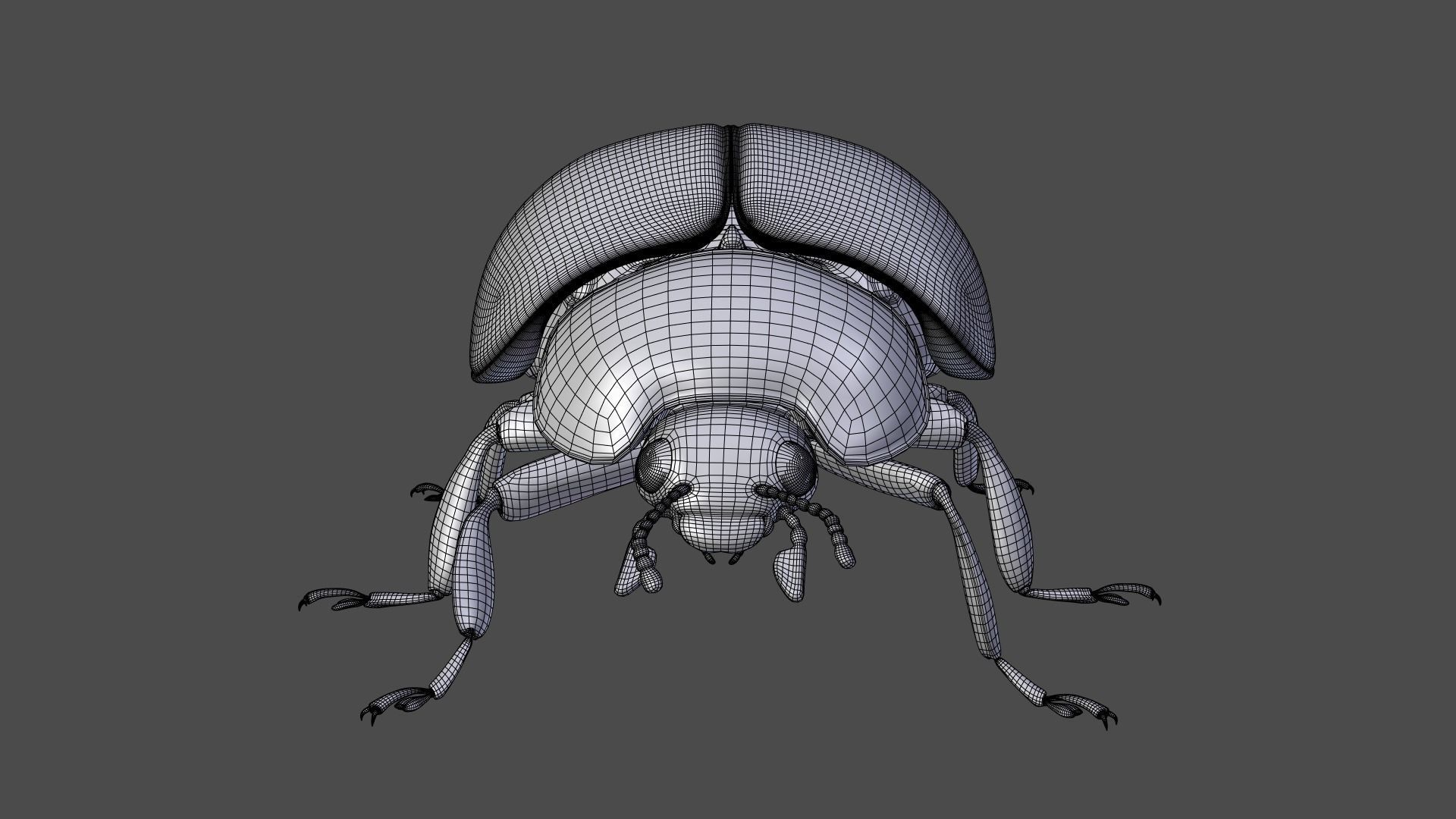 Ladybug Animated 3D model_28