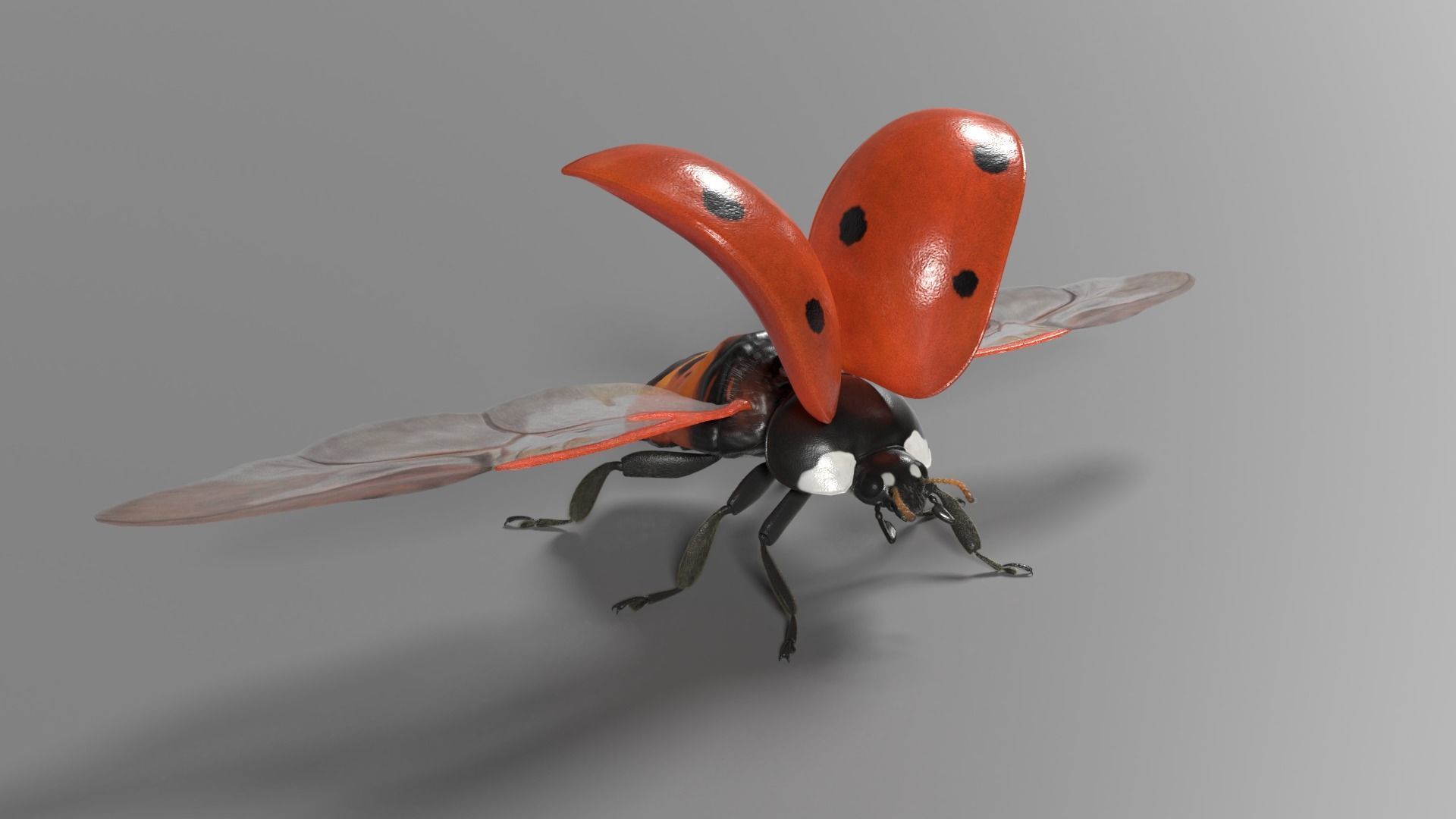 Ladybug Animated 3D model_2