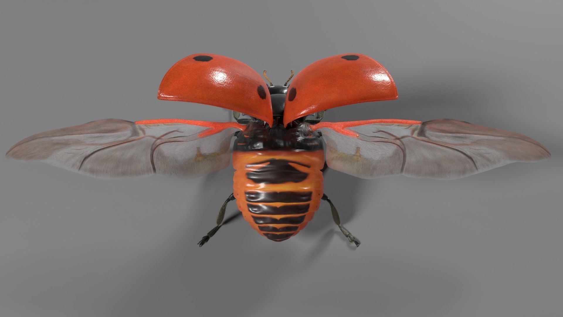 Ladybug Animated 3D model_6