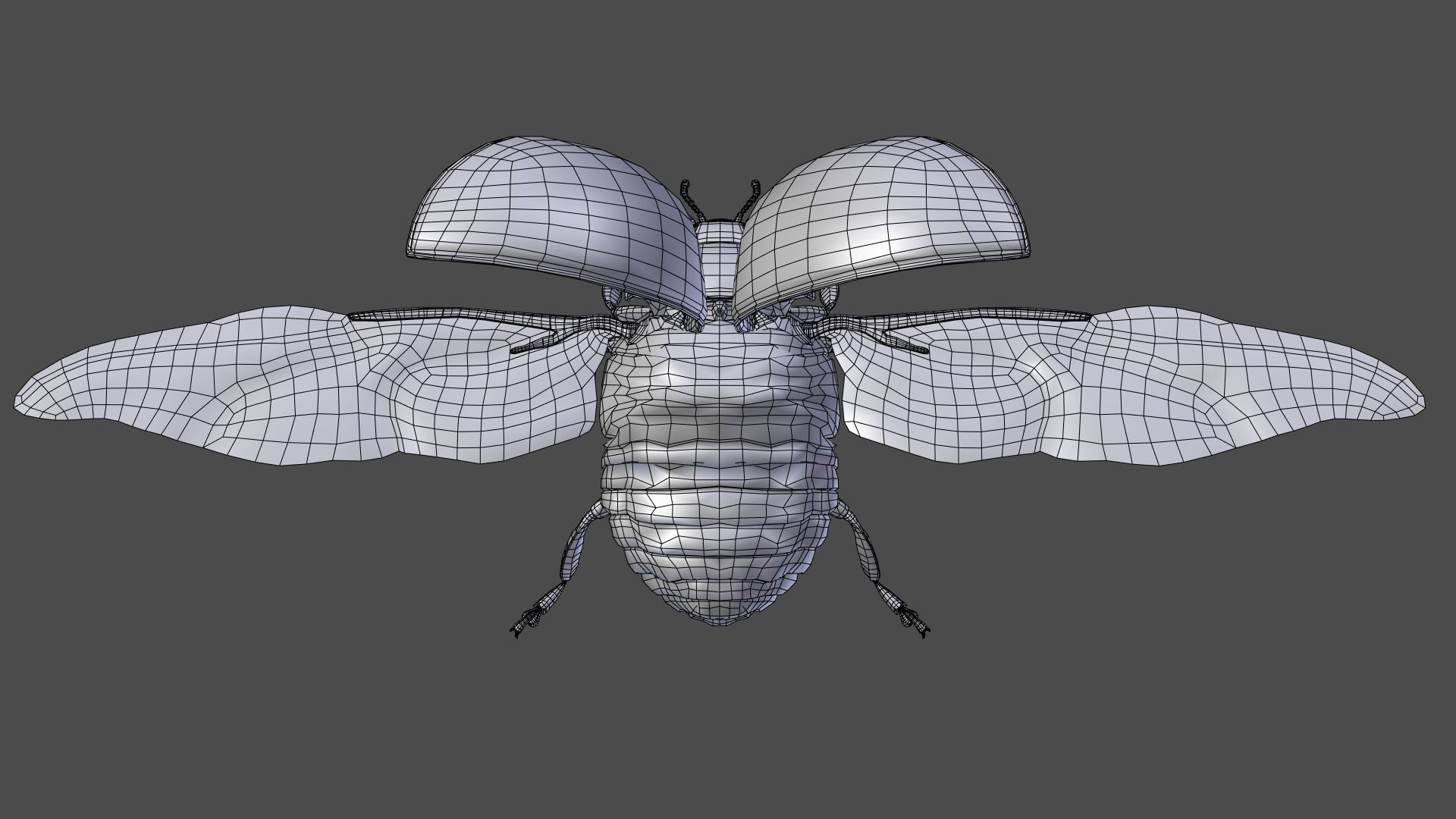 Ladybug Animated 3D model_23