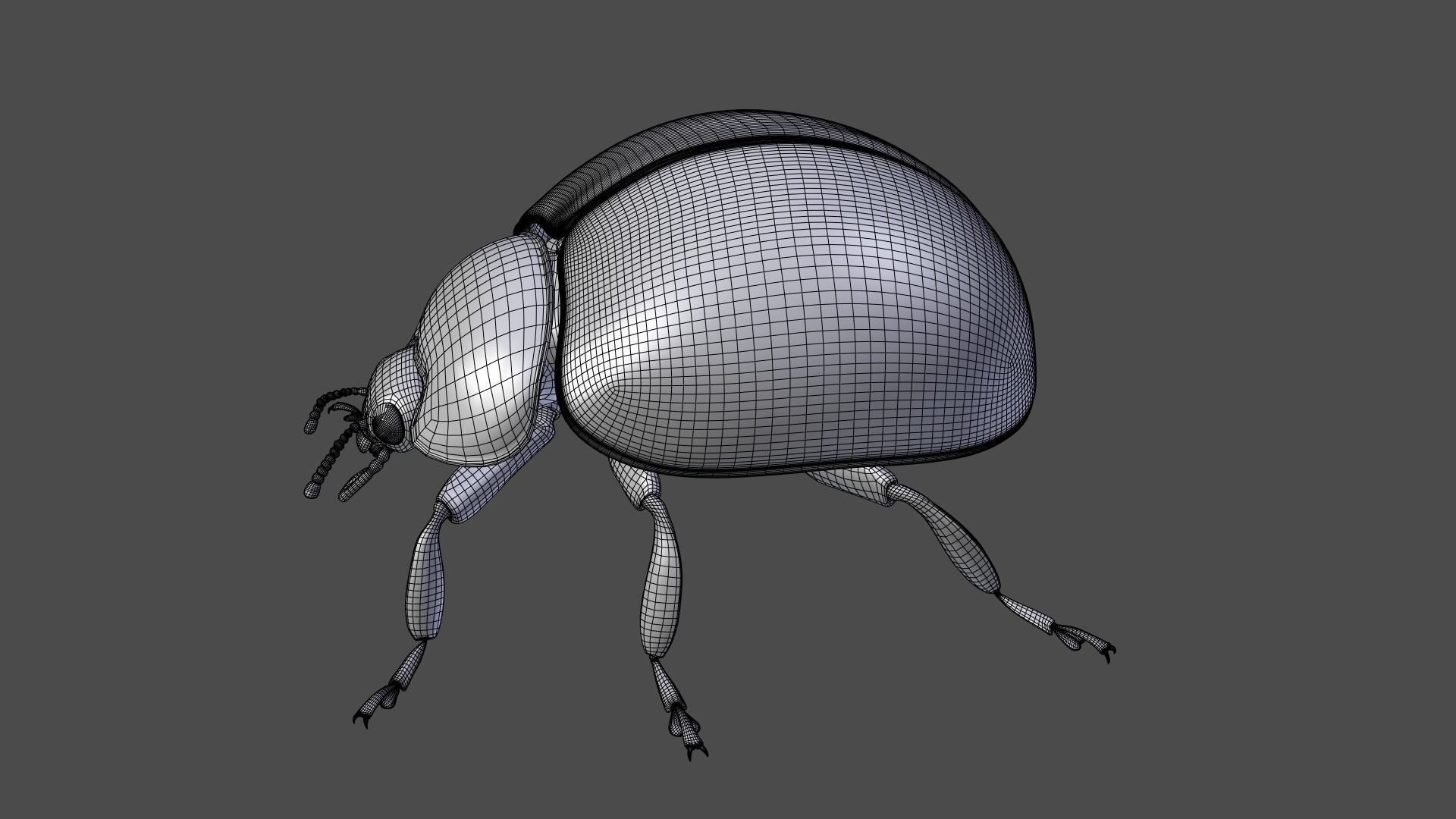 Ladybug Animated 3D model_32