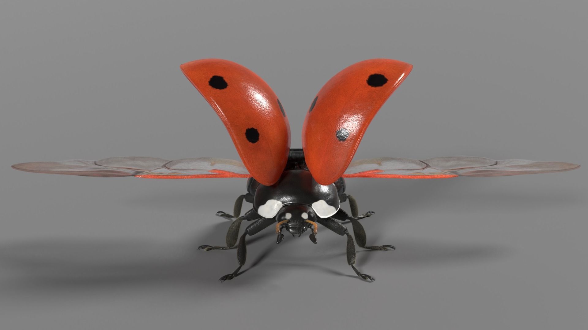 Ladybug Animated 3D model_3