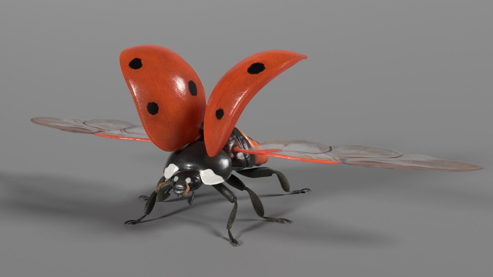 Ladybug Animated 3D model_4