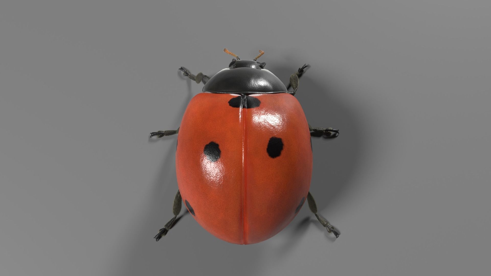 Ladybug Animated 3D model_11