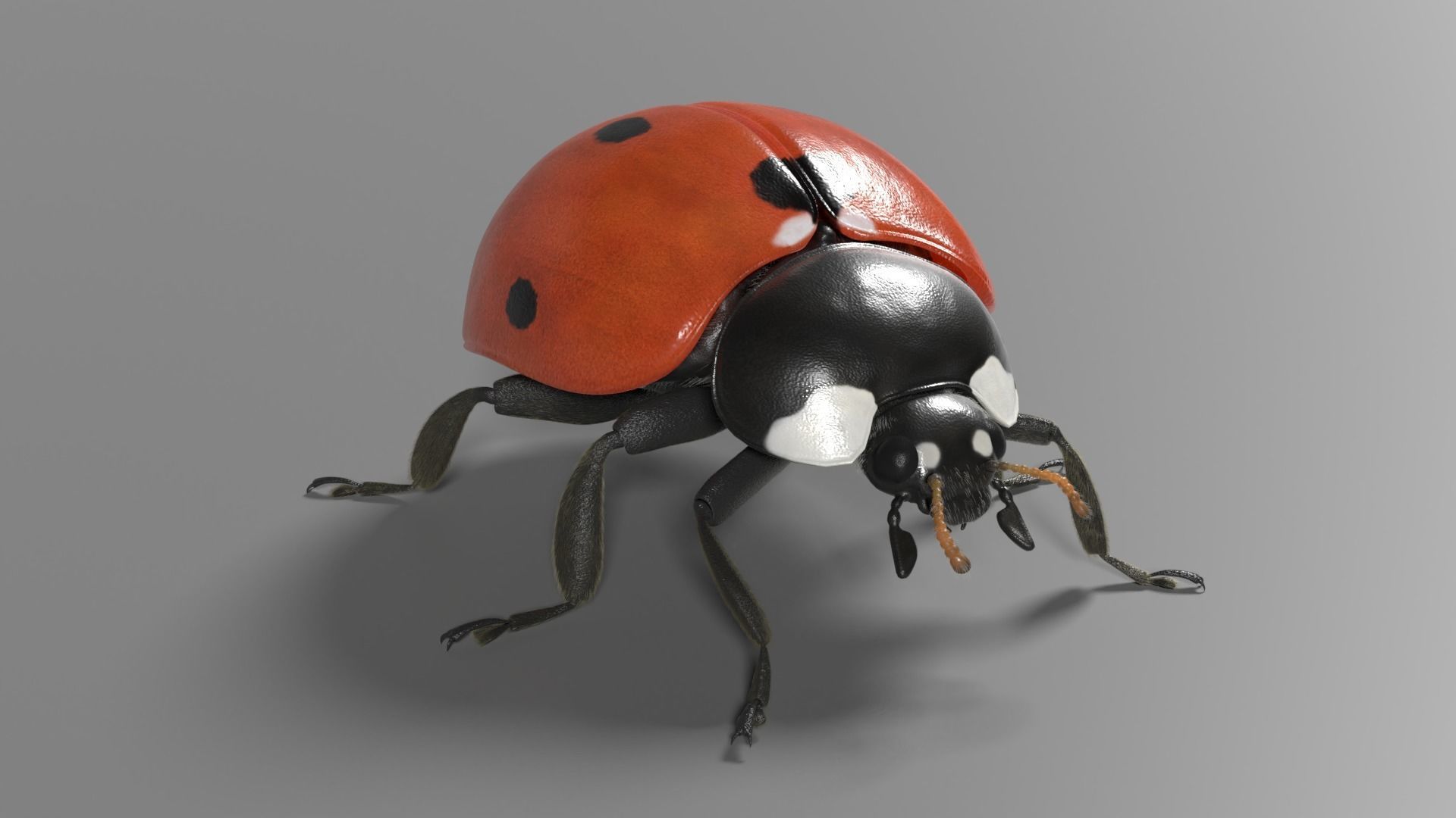 Ladybug Animated 3D model_7