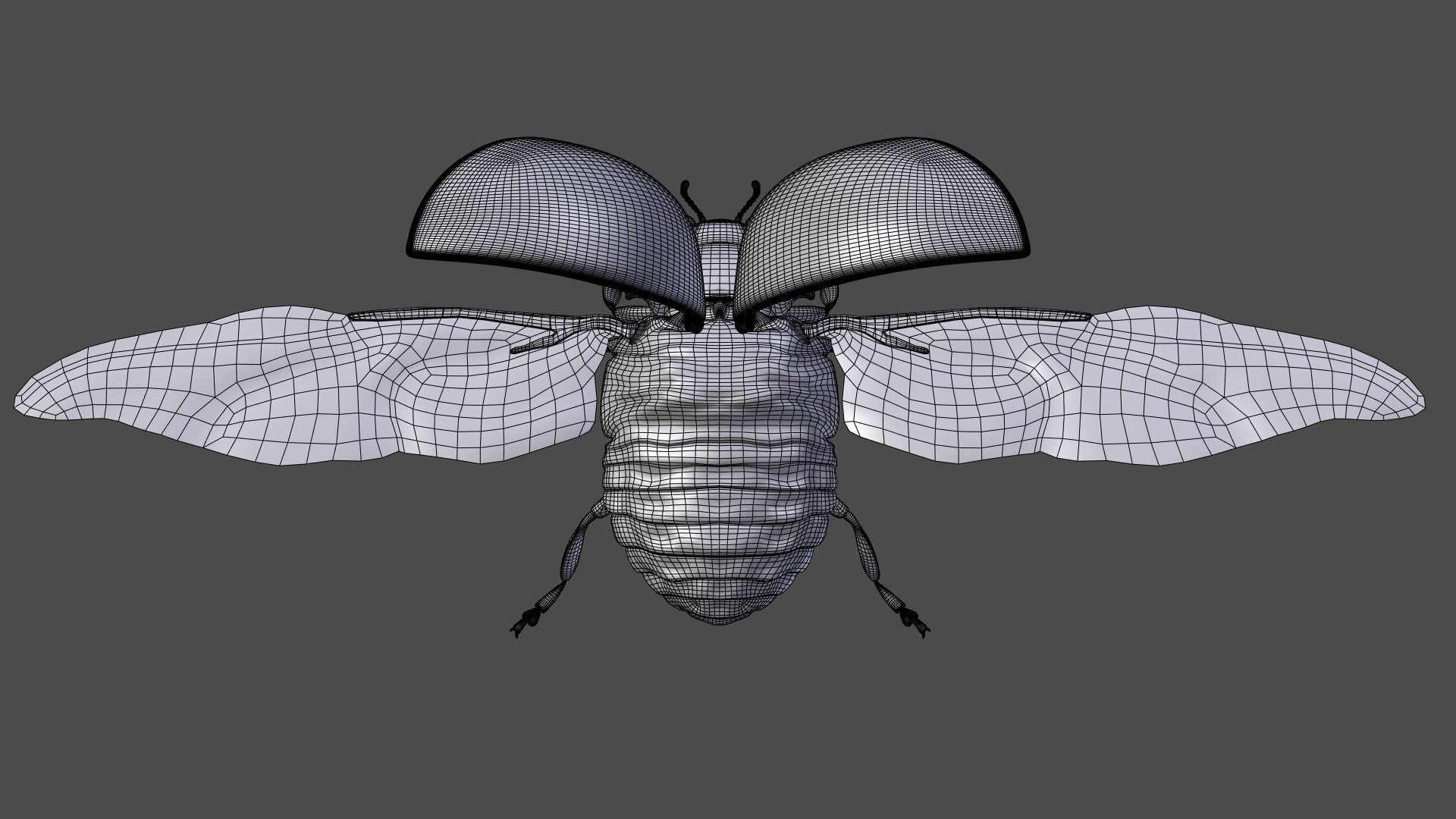 Ladybug Animated 3D model_24